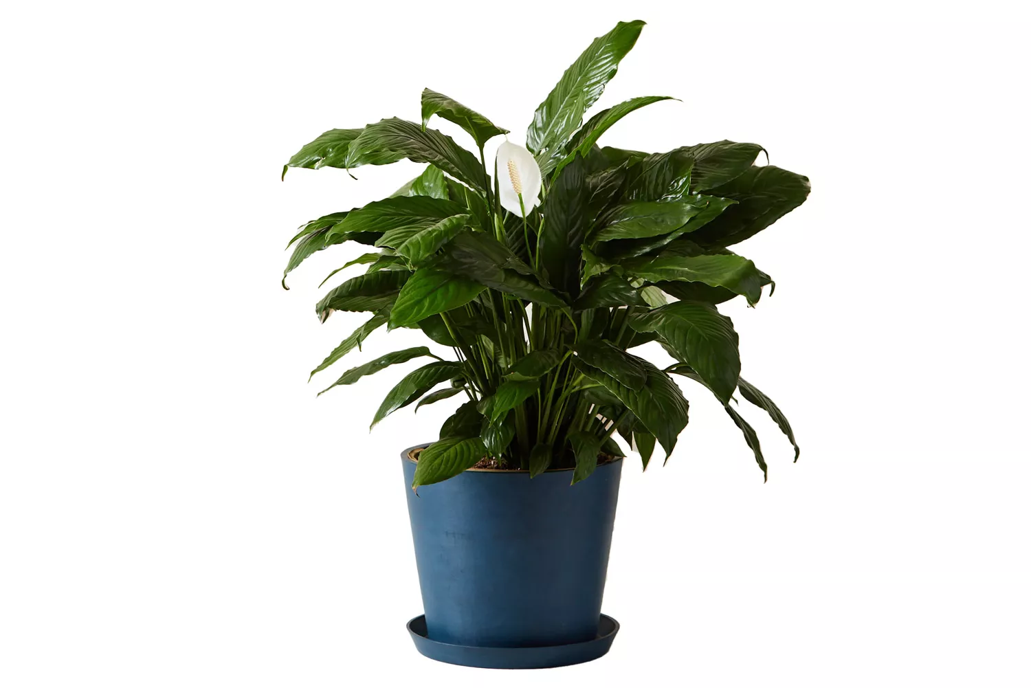 Bloomscape Peace Lily