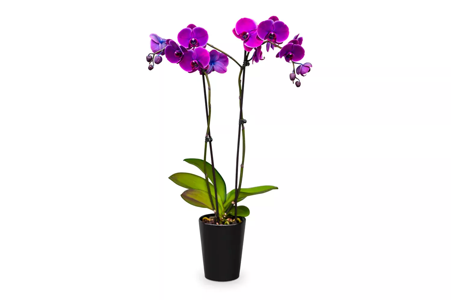 westerlay-orchids-black-sapphire-gemstone-orchid